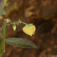 Polygala javana DC.